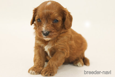 成約済の神奈川県のキャバプー:キャバリア×トイプードル-370008の3枚目